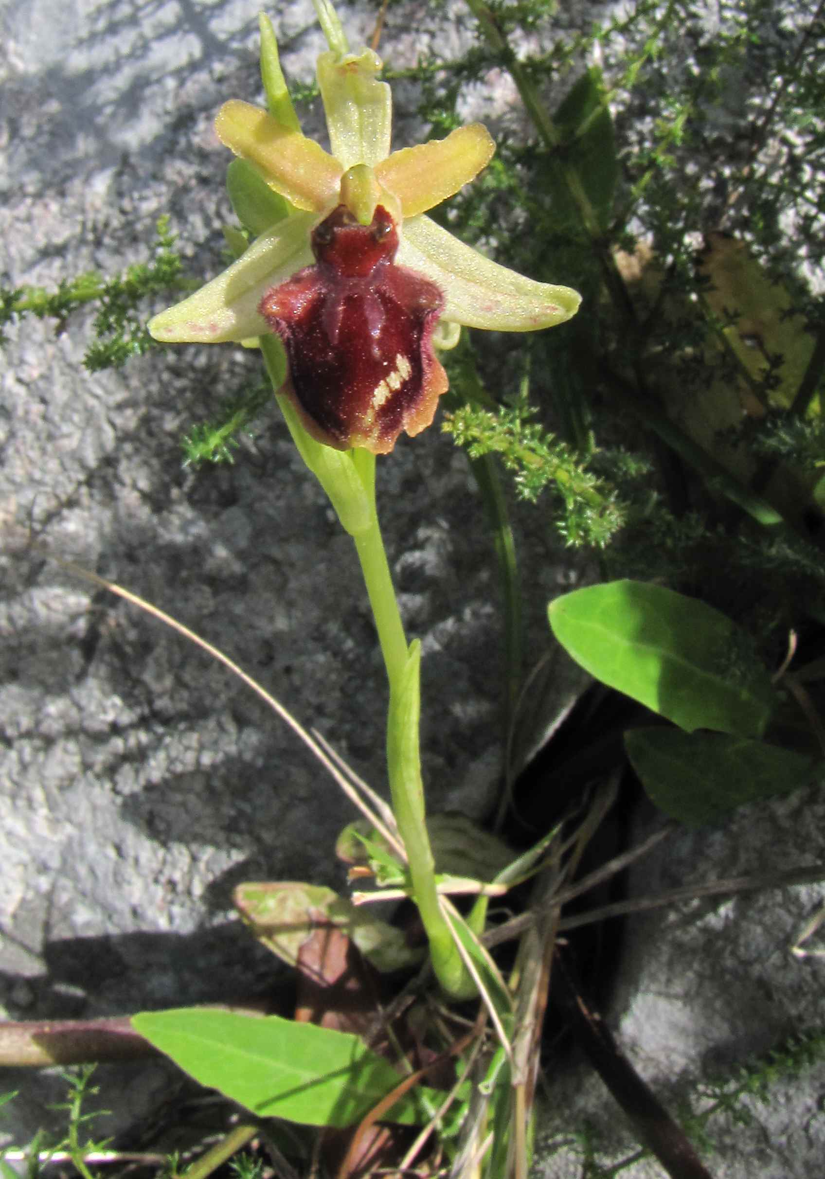 ophrys del circeo